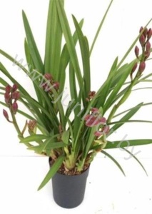 Цимбидиум Cymbidium Baby Doll 4.6 taj CITIES