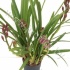 Цимбидиум Cymbidium Baby Doll 4.6 taj CITIES Цимбидиум Cymbidium Baby Doll 4.6 taj CITIES