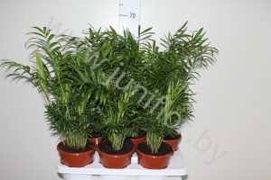 Хамедорея Chamaedorea Elegans