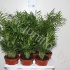 Хамедорея Chamaedorea Elegans Хамедорея Chamaedorea Elegans