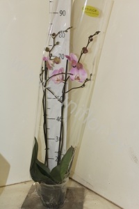 Фаленопсис Phal Gr. Hilo Pink 2 tak