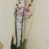 Фаленопсис Phal Gr. Hilo Pink 2 tak Фаленопсис Phal Gr. Hilo Pink 2 tak