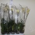 Фаленопсис Phal Vanilla Yellow 1-tak Фаленопсис Phal Vanilla Yellow 1-tak