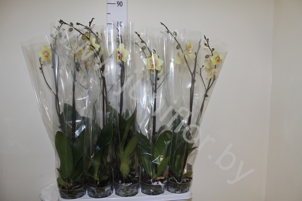 Фаленопсис  Phal Vanilla Yellow 1-tak