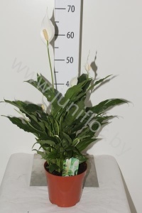 Спатифиллюм Spathiphyllum Sweet Chico