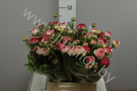 Ранункулус Ranunculus White Sfumato