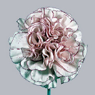 Cristina.jpg Гвоздика Cristina