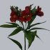 Alstromeria_Tornado.jpg Альстромерия Tornado
