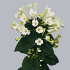 Боувардия Bouvardia White