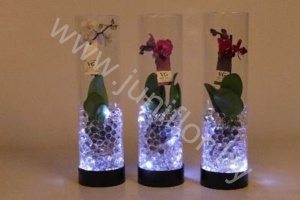 Фаленопсис Lit Lady In LedGlas