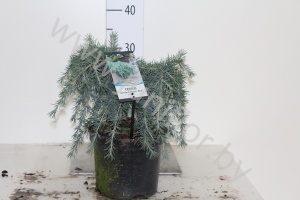 Кедр Cedrus Feelin Blue
