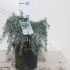Кедр Cedrus Feelin Blue Кедр Cedrus Feelin Blue