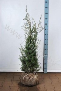 Можжевельник Juniperus Suecica