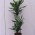 Драцена Dracaena Cintho 60-30-15 Драцена Dracaena Cintho 60-30-15