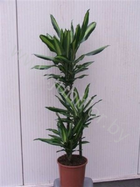 Драцена Dracaena Cintho 60-30-15