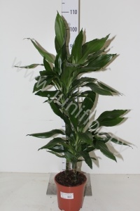 Драцена Dracaena Fr Janet Lind 45-15