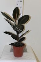 Фикус Ficus Abidjan