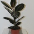 Фикус Ficus Abidjan Фикус Ficus Abidjan