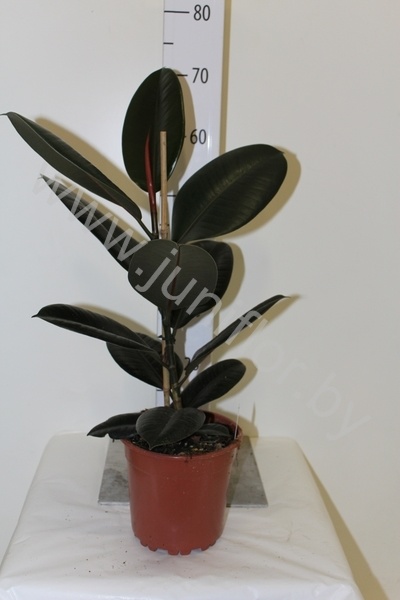 Фикус Ficus Abidjan
