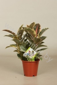 Фикус Ficus Tineke 3pp