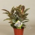 Фикус Ficus Tineke 3pp Фикус Ficus Tineke 3pp
