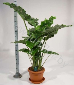 Алоказия Alocasia Portodora