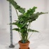 Алоказия Alocasia Portodora