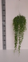 Дисхидия Microsorum Nummularia