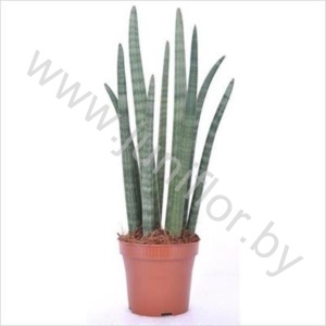 Сансевиерия Sansevieria Spagethii