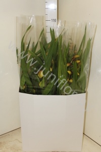 Цимбидиум Cymbidium Biflower 2 tak mix CITIES