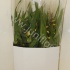 Цимбидиум Cymbidium Biflower 2 tak mix CITIES Цимбидиум Cymbidium Biflower 2 tak mix CITIES