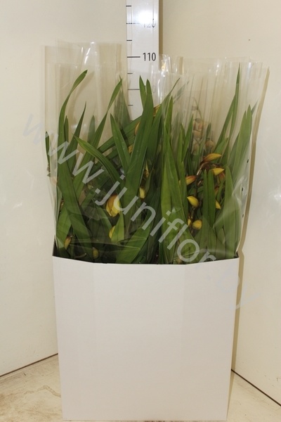 Цимбидиум Cymbidium Biflower 2 tak mix CITIES Цимбидиум Cymbidium Biflower 2 tak mix CITIES