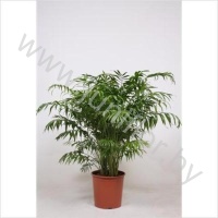 Хамедорея Chamaedorea Elegans