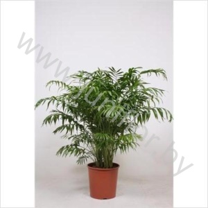 Хамедорея Chamaedorea Elegans
