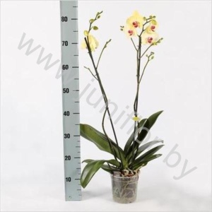 Фаленопсис Phal Gr. Fancy Fresco 2 tak