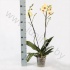 Фаленопсис Phal Gr. Fancy Fresco 2 tak Фаленопсис Phal Gr. Fancy Fresco 2 tak