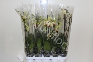 Фаленопсис Phal Vanilla Yellow 2-tak