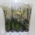 Фаленопсис Phal Vanilla Yellow 2-tak Фаленопсис Phal Vanilla Yellow 2-tak