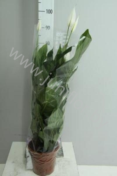 Спатифиллюм Spathiphyllum Sweet Lauretta