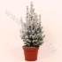 Ель Pic.Sneeuw SNOW