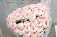 Ранункулус Ranunculus Cloney Hanoi