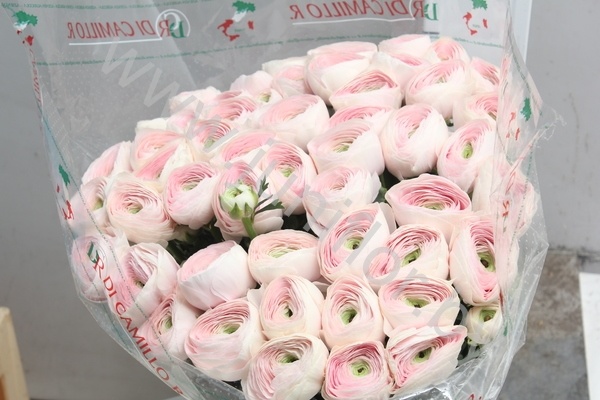Ранункулус Ranunculus Cloney Hanoi
