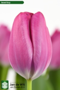 Sweet Rosy