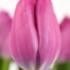 Sweet Rosy