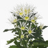 Vesuvio_green.jpg Хризантема Vesuvio green
