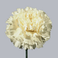 Гвоздика Delphi