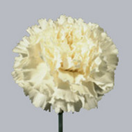 Гвоздика Delphi