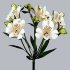 Alstromeria_Virginia.jpg Альстромерия Virginia