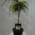 Кедр Cedrus Golden Horizon Op Stam Кедр Cedrus Golden Horizon Op Stam