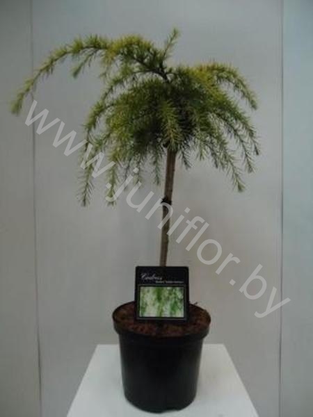 Кедр Cedrus Golden Horizon Op Stam